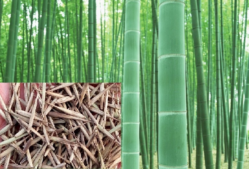 (50) Sementes Bambu Verde 100% Real! + Folheto Como 