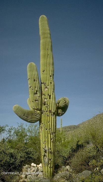 Comprar Cactus Saguaro