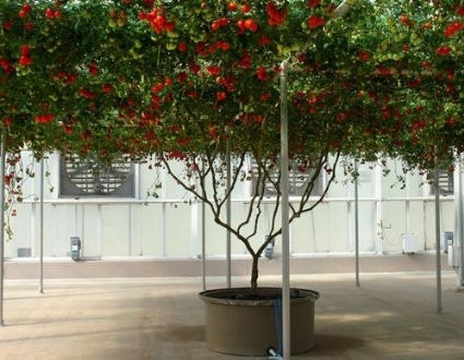 50 Sementes Tomate De Árvore Italiano Gigante Frete Grátis 