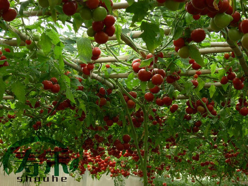 50 Sementes Tomate De Tamarillo Italiano + Frete Grátis 