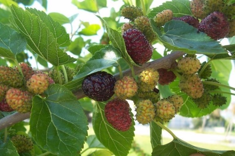 50 Semillas De Morus Nigra - Moral - Mora De Arbol Cultivo 