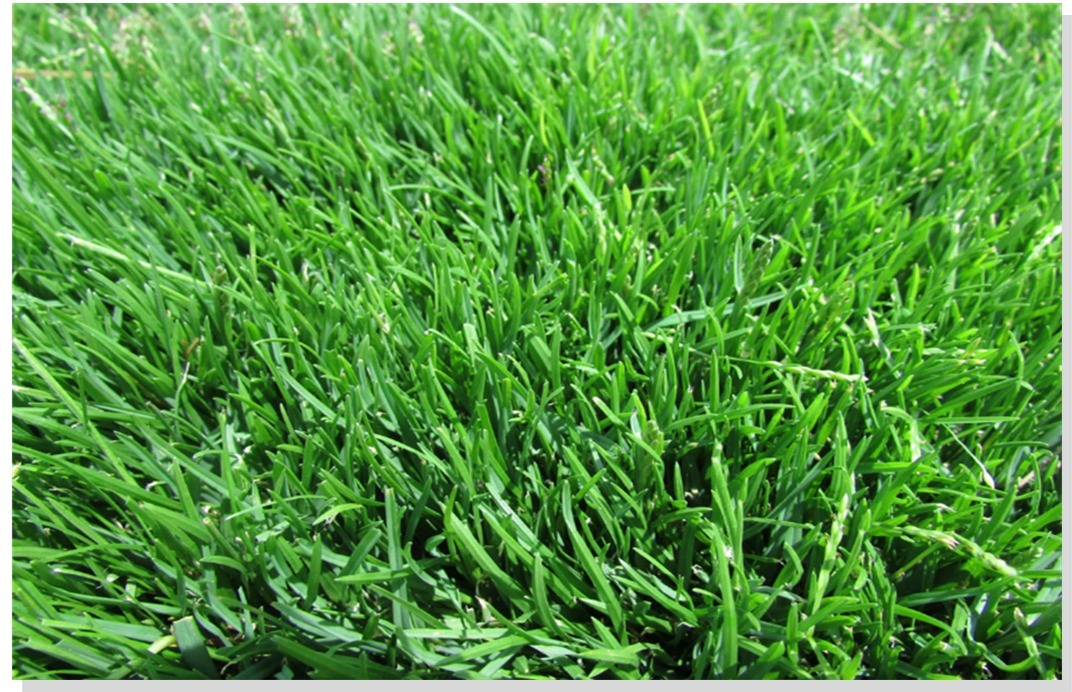 500 Gr Semilla De Pasto Terreno Seco Campo Futbol Resistente - $ 185.68