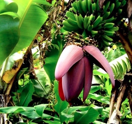 Resultado de imagem para coraÃ§Ã£o da banana