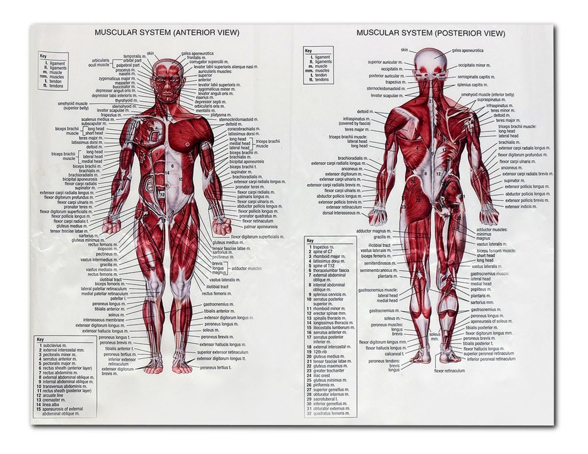 60 Cm80 Cm Sistema De Anatomía Humana Muscular Arte Póster 33727