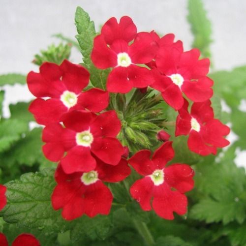 Featured image of post Flor Verbena Foto - La verbena una flor popular.