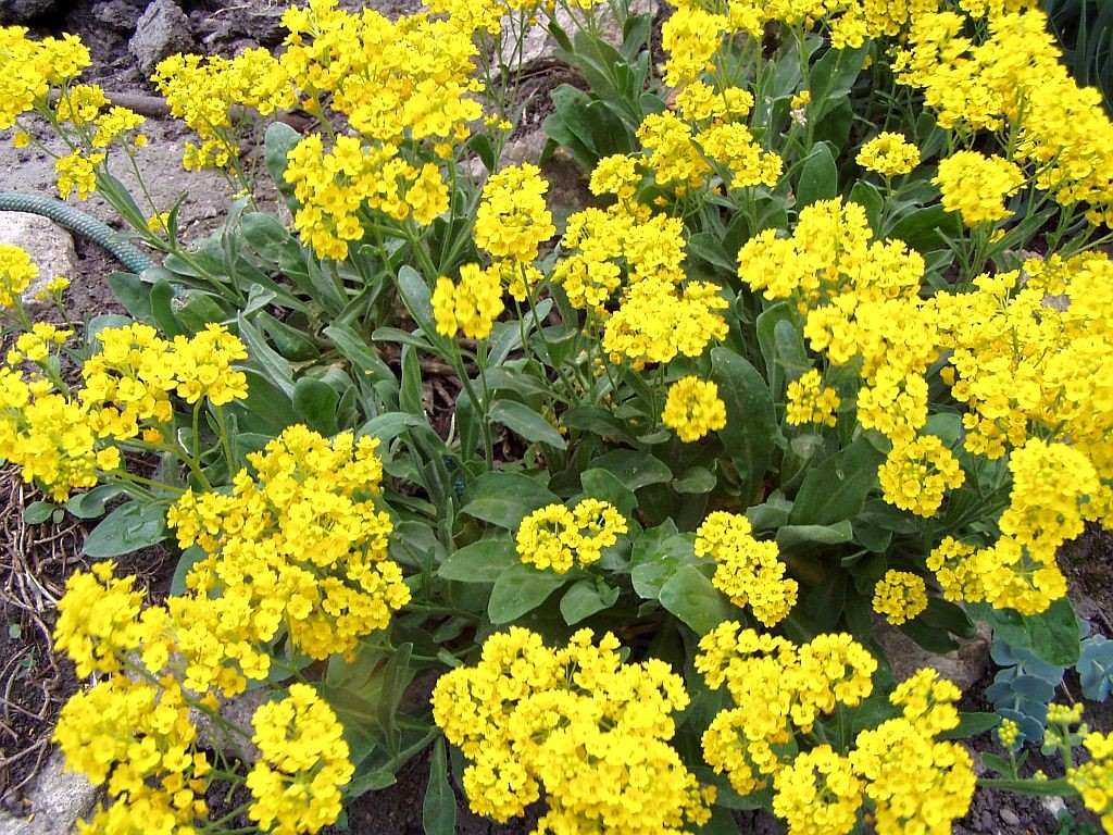 735 Sementes Da Flor Alyssum Perene Amarelo Frete Grátis 