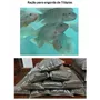 Segunda imagem para pesquisa de racao de engorda para tilapia saco de 50k