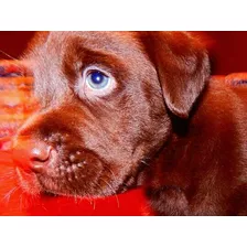 Cachorros De Labrador Retrievers 