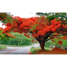 Semillas De Arbol En Llama - Delonix Regia X 50 U.