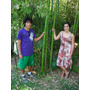Segunda imagen para búsqueda de bambu gigante