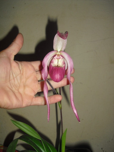 Comprar Planta Orquídea Sapatinho Adulta Phragmipedium Schroederae## -  Apenas R$ 85,00 - Armazém Automotivo