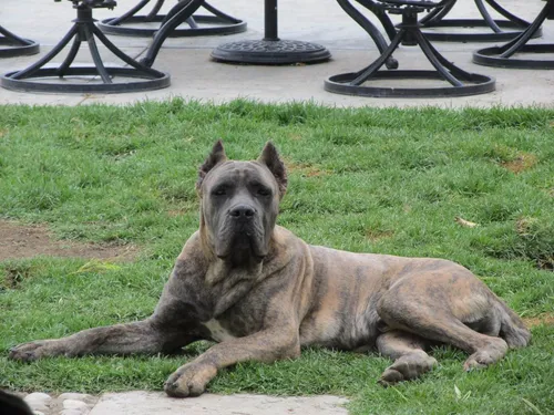 Primera imagen para búsqueda de criadero de mapaches