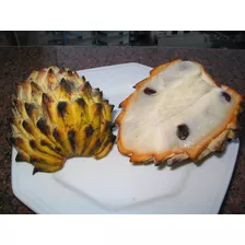 Biribá Ou Fruta Do Conde - Sementes Frutas Para Mudas