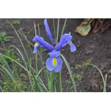 Semilla De Iris Azul.