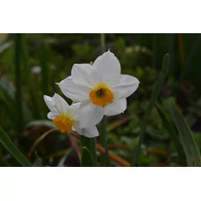 Semilla De Narciso Blanco Centro Amarillo.