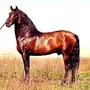 Tercera imagen para búsqueda de caballos espanoles