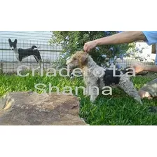 Fox Terrier Wire Criadero La Shanna Con Pedigree F.c.a.