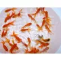 Tercera imagen para búsqueda de peces goldfish cola de velo