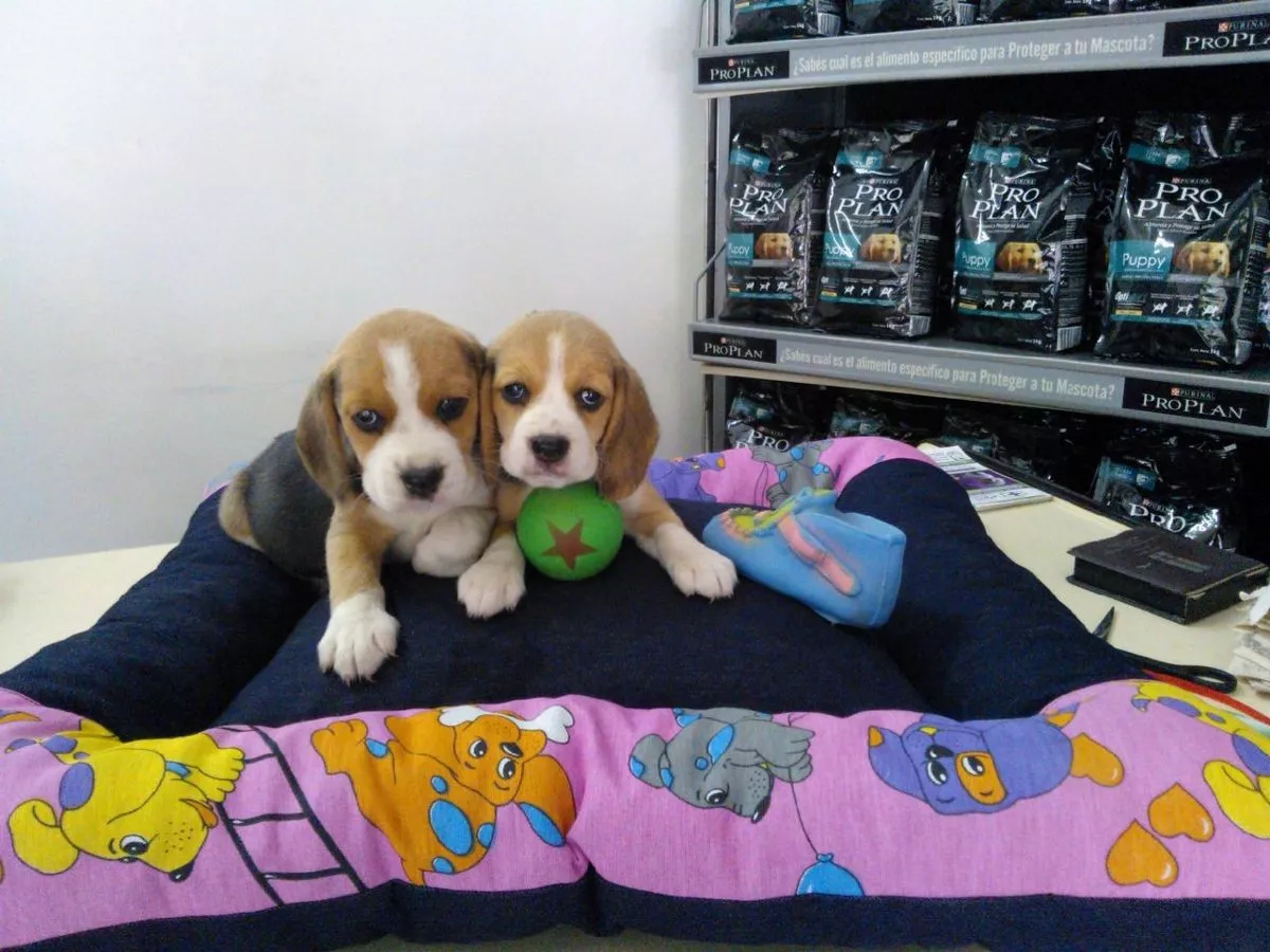 Cachorros Beagles