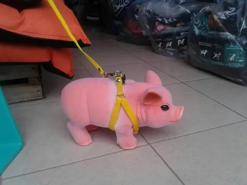 Primera imagen para búsqueda de mini pig