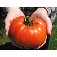 Tomate Gigante Beefsteak - 40 Sementes Para Mudas Heirloom