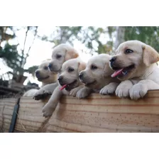 Cachorros Labradores, Puros Con Pedigree, Espectaculares