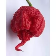 Pimenta Mais Forte Do Mundo Carolina Reaper 10 Sementes