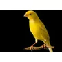 Primeira imagem para pesquisa de vendas de ema ave aves