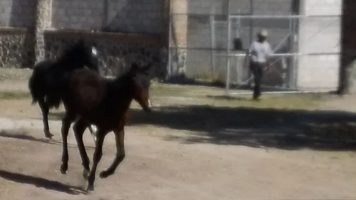 Primera imagen para búsqueda de caballo alazan