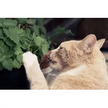 800 Sementes De Erva Dos Gatos Nepeta Cataria Catnip