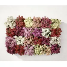 Semillas De Flor De Invierno Alyssum Maritimum Mix Colores