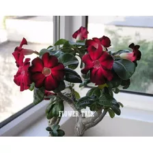 50 Sementes Rosa Do Deserto Adenium Cores Diversas Flor Mix