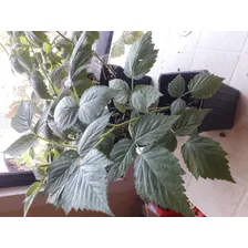 Plantas De Frambuesa Roja Paquete De100