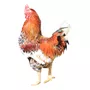 Primeira imagem para pesquisa de galinha de raca