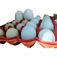14 Huevos Azules Fértiles (ameraucano)