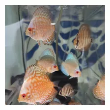 Peces Disco 4-5 Cms Variedades