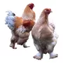 Primeira imagem para pesquisa de galinha brahma