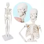 Segunda imagen para búsqueda de esqueleto humano