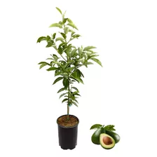 Planta Abono Para Palta