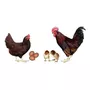 Primeira imagem para pesquisa de ovos galados rhode island red