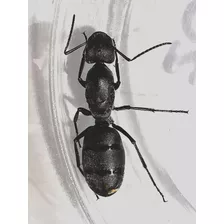 Camponotus Distinguendus (gigante) Reina Criadero /mascota 