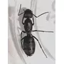 Primera imagen para búsqueda de hormiga reina