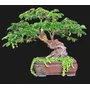 Primera imagen para búsqueda de bonsai
