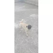 Pug Carlino