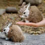 Primera imagen para búsqueda de conejo mini lop