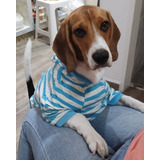 Beagle Macho Busca Novia