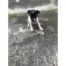 Cachorra Doberman Pinscher Miniatura Hembrita Vaquita