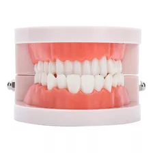 Modelo De Dientes, Dentaduras Postizas, 28 Piezas, Herramien