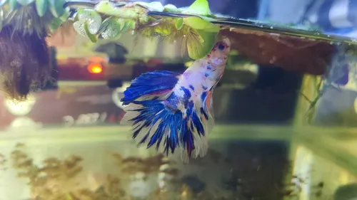 Primera imagen para búsqueda de venta de peces de agua dulce baratos