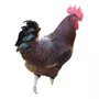 Segunda imagem para pesquisa de ovos galados rhode island red